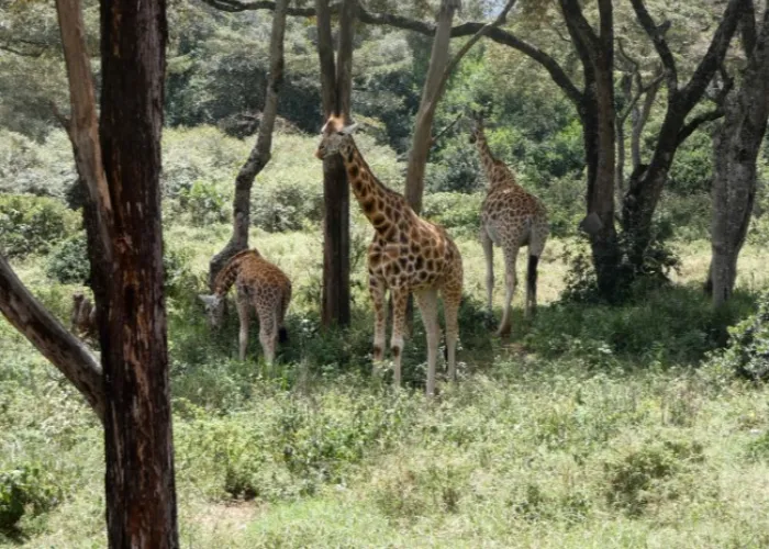 Ruma National Park